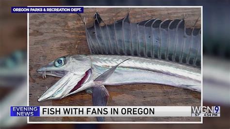 Fish with fangs are washing up on Oregon's beaches, and biologists aren't sure why